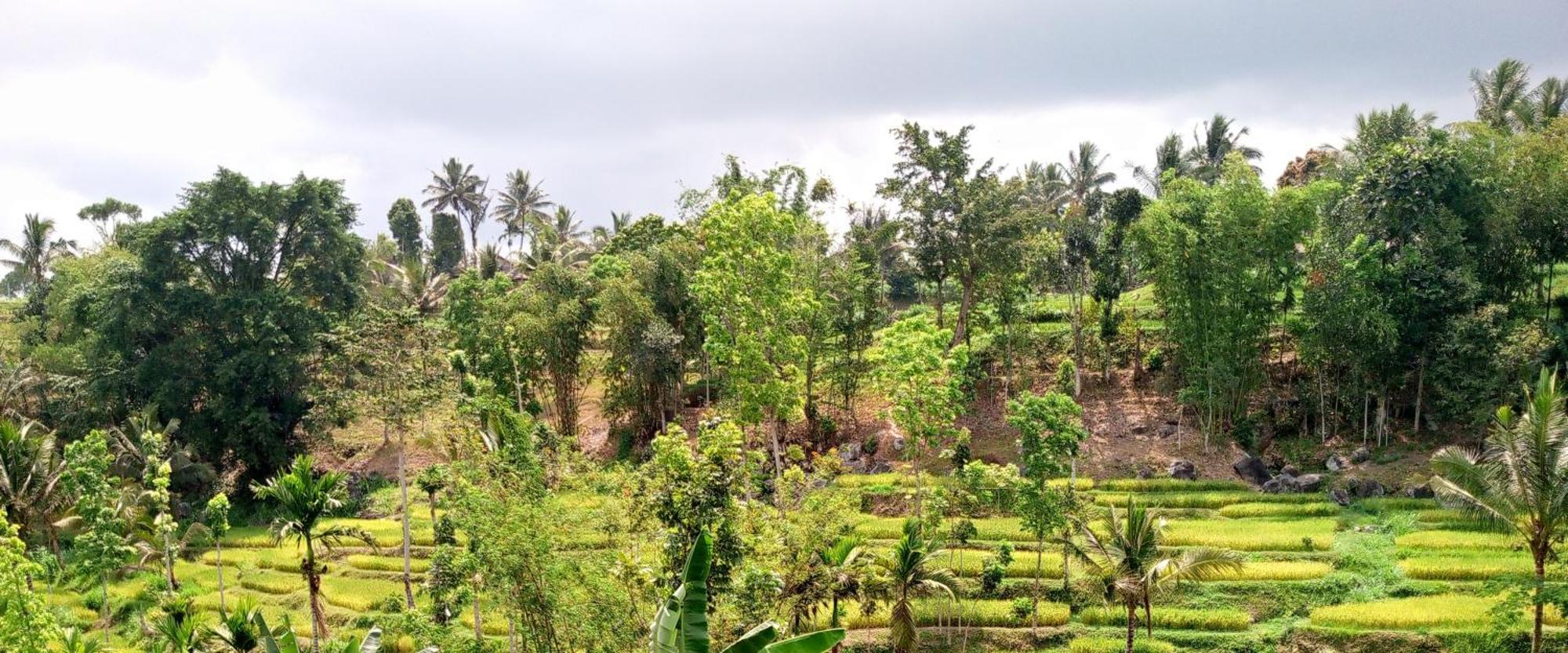 Asan Rinjani Homestay Tetebatu Ngoại thất bức ảnh